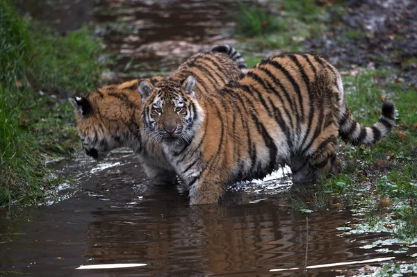 Siberian Tiger Cubs (Panthera Tigris Altaica) — Stock Photo, Image