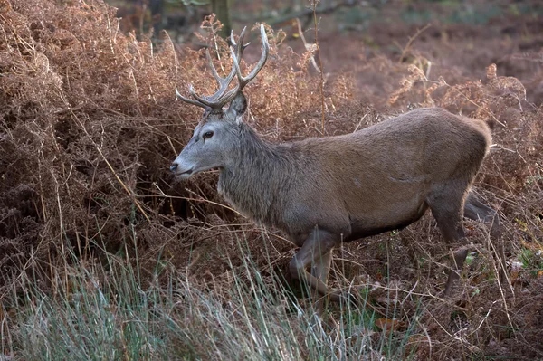 Ciervo Ciervo (Cervus elaphus ) — Foto de Stock