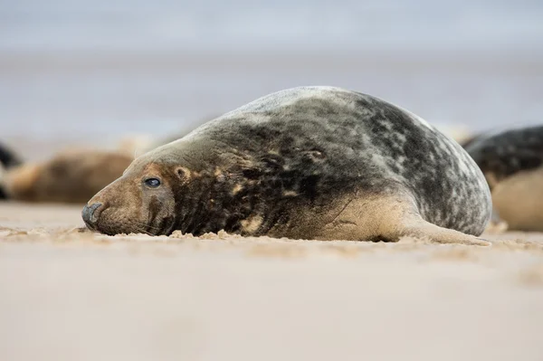 Atlantik gri mühür (halichoerus grypus) — Stok fotoğraf