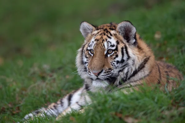 Сибирский тигровый куб (Panthera Tigris Altaica ) — стоковое фото