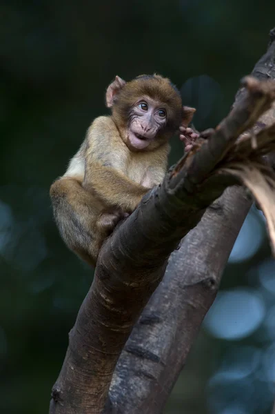 Μακάκοι μπαρμπέρηδες (Macaca sylvanus)) — Φωτογραφία Αρχείου