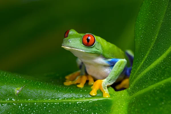 Rödögd Amazon lövgroda (rödögd bladgroda) — Stockfoto