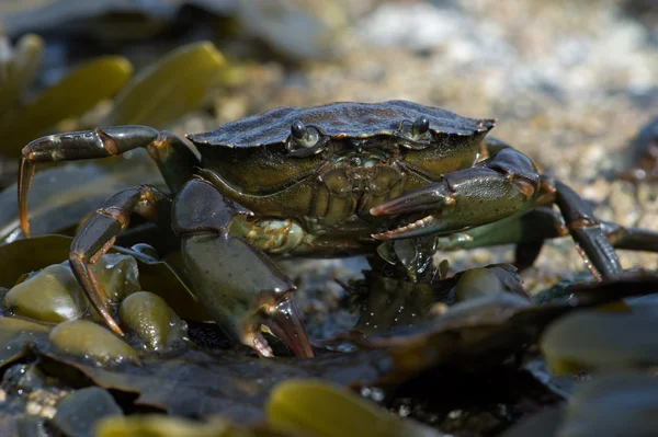 Green Shore Crab (Carcinus Maenus) — Stock Photo, Image