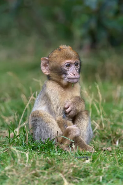 Berbermakaken (Macaca sylvanus)) — Stockfoto