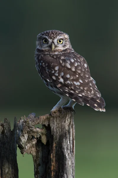 어린 올빼미 (Athene noctua)) — 스톡 사진