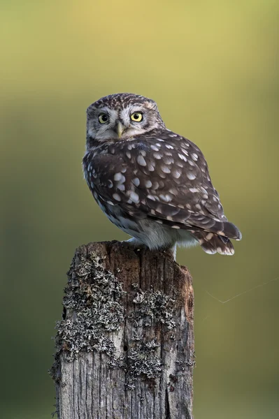 Little Owl (Athene Noctua) — Stock Photo, Image