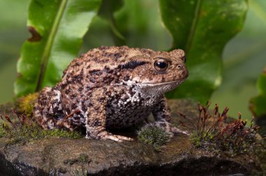 Genel Kurbağa (bufo bufo)