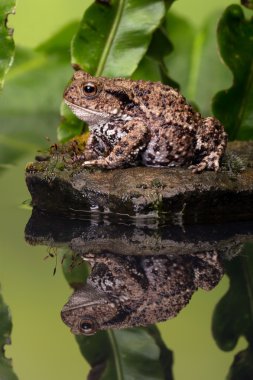 Common Toad (Bufo Bufo) clipart