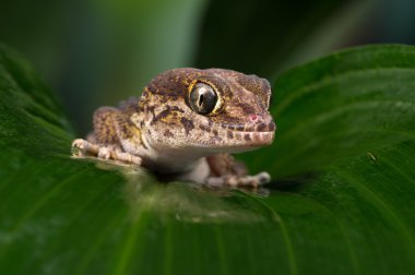 Madagascan zemin Gecko (Paroedura Pictus)