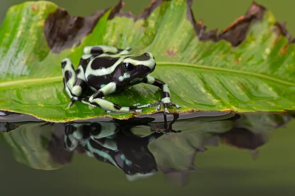 Poison Dart Frog (Dendrobates Auratus) — Stock Photo, Image