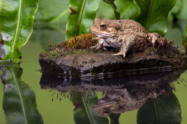 一般的な道(Bufoのbufo) — ストック写真