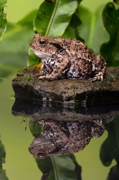 Sapo-comum (bufo bufo) — Fotografia de Stock