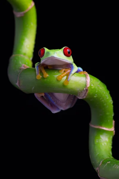 Bıkkın Amazon ağaç kurbağası (amfibi Callidryas) — Stok fotoğraf