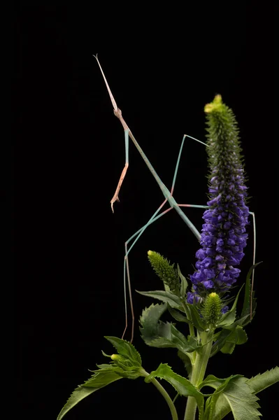 Індійська трава Mantis (Schizocephala Bicornis) — стокове фото