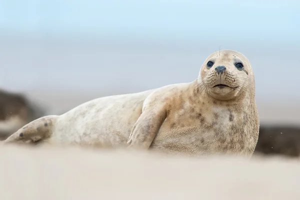 대서양 회색 물개 강아지 (halichoerus grypus) — 스톡 사진