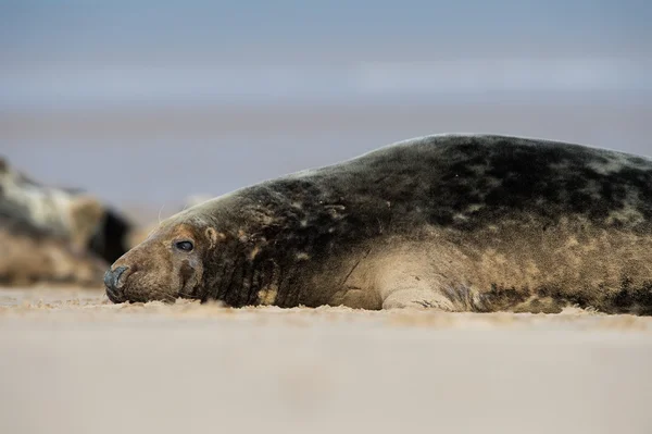 Атлантический серый тюлень (Halichoerus grypus) ) — стоковое фото