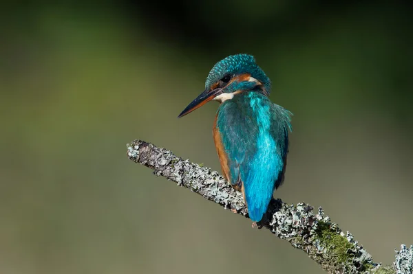 Kungsfiskare (Alcedo vid detta) — Stockfoto