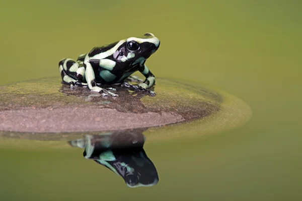 Zehirli ok kurbağası (Dendrobates hava) — Stok fotoğraf