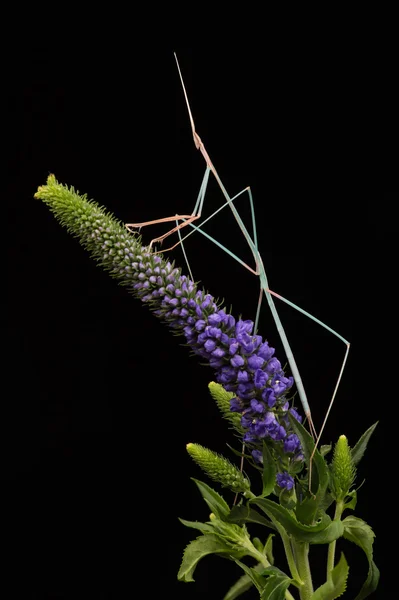 Indyjski trawa Mantis (Schizocephala Bicornis) — Zdjęcie stockowe