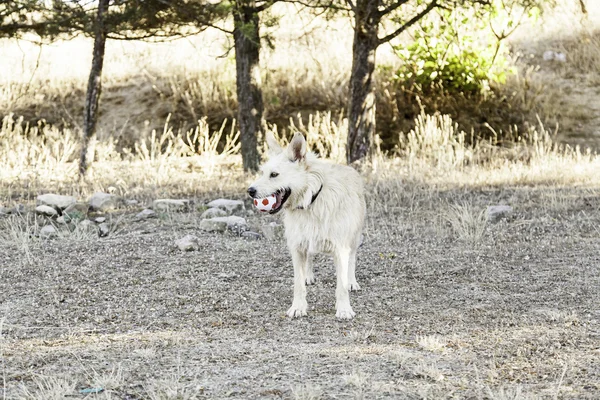 Spanska jakthund hund — Stockfoto