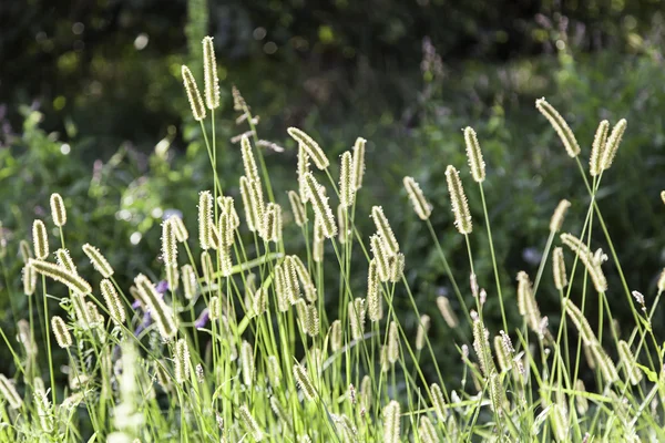 Weizen Sonne Natur — Stockfoto