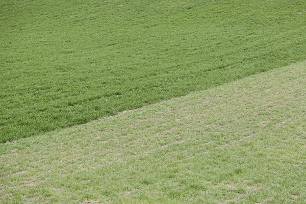 Grönt gräs på fältet — Stockfoto