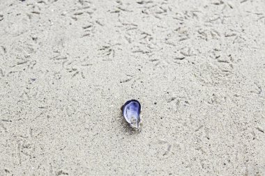 kabukları ile kum plaj