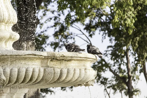 Pigeons playing in the water — Stock Photo, Image