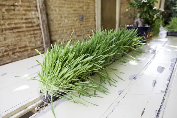 Aard van de potplanten — Stockfoto