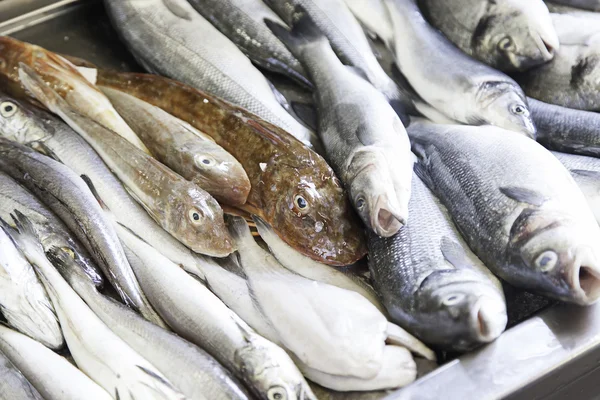 Färsk fisk på en marknad — Stockfoto