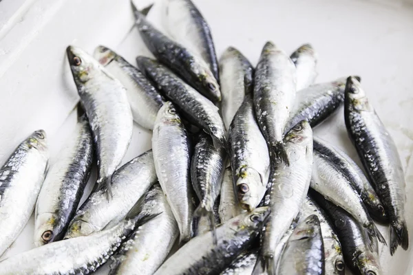 Fresh fish in a market — Stock Photo, Image