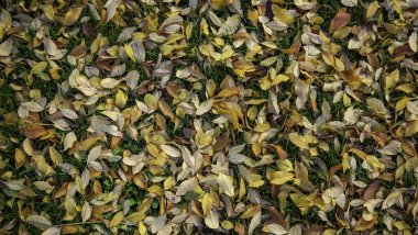 Antik bir ormanda sonbahar doğada, çevrede