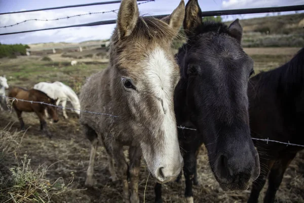 Detalle Animal Mamífero Rancho Caballos —  Fotos de Stock