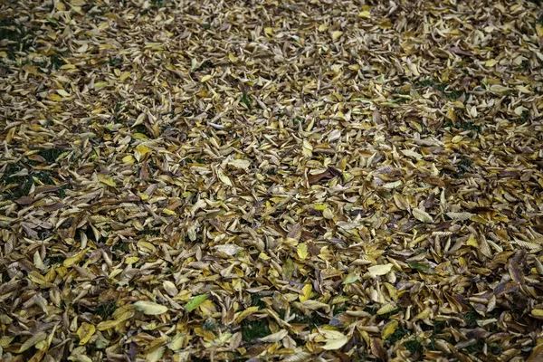 Automne Dans Une Forêt Ancienne Dans Nature Environnement — Photo