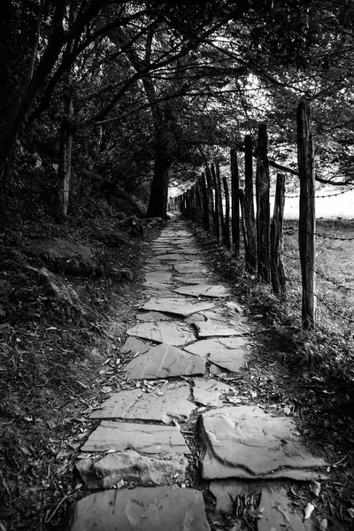 Walk for pedestrians in an ancient wild forest, walk for people, hiking