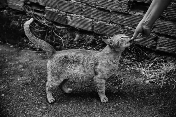 Verlaten Kat Eten Detail Van Dakloze Dieren — Stockfoto