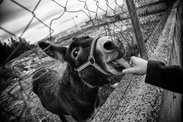 Säugetiere Die Gemüse Tierfutter Und Pflege Essen — Stockfoto