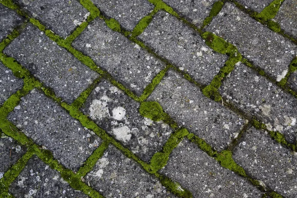 Detalhe Caminho Pedestre Com Umidade Musgo — Fotografia de Stock