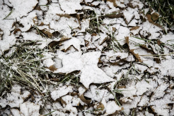 Detail Van Groen Veld Bedekt Met Sneeuw Winter Kou — Stockfoto