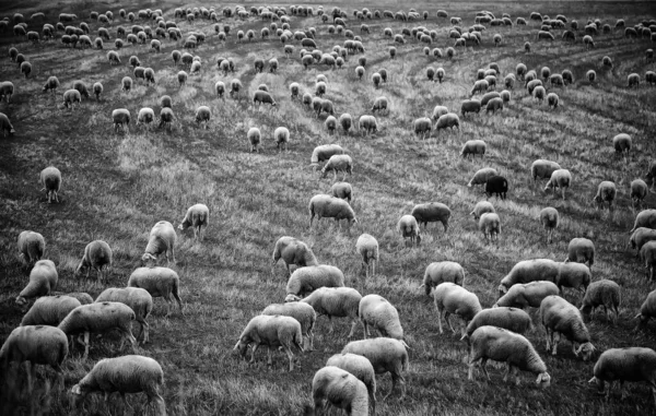 Ovelhas Comendo Uma Fazenda Detalhe Mamíferos Indústria Animal — Fotografia de Stock