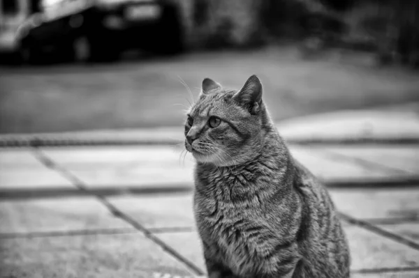 Feline Zoogdier Achtergelaten Straat Spanje — Stockfoto