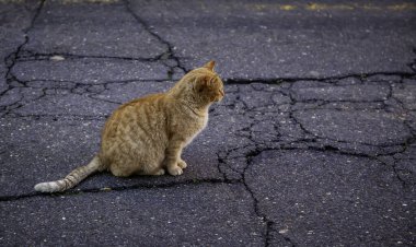 Kedi memeli hayvan İspanya 'da bir sokakta terk edilmiş.
