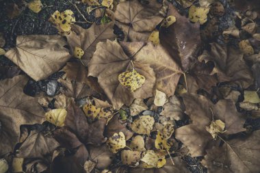 Soğuk ve yağmurun ayrıntıları Ormanda bir sonbahar günü
