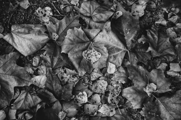 Détail Froid Pluie Jour Automne Dans Forêt — Photo