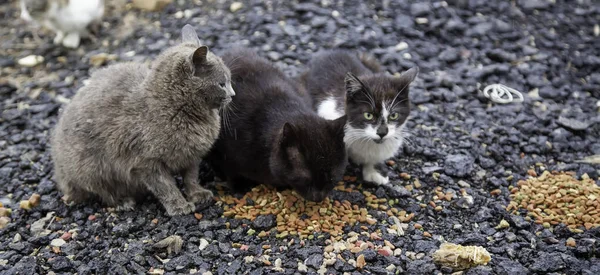 Detalle Gatos Abandonados Sin Hogar Cuidado Animales — Foto de Stock