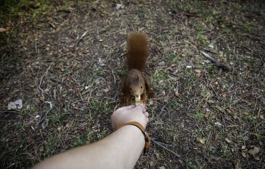 Ormanda vahşi bir hayvanı beslemenin detayları, hayvan ve doğa.