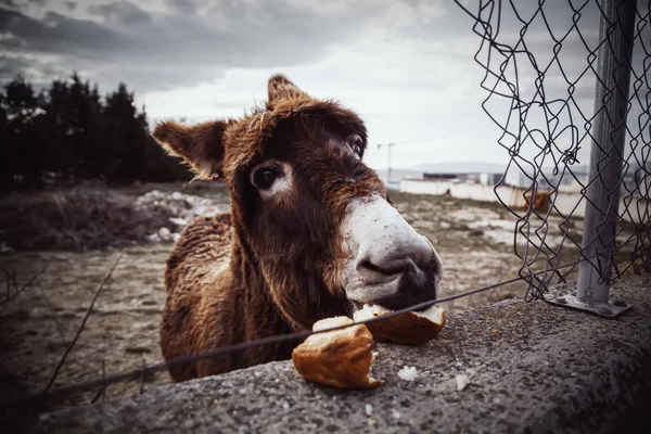 Zoogdier Een Ecologische Veehouderij — Stockfoto