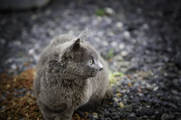 Obdachlose Katze Auf Der Straße — Stockfoto