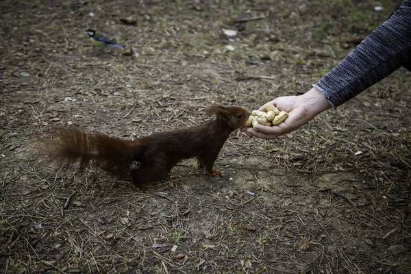 Detail Feeding Wild Animal Forest Fauna Nature — Stock Photo, Image