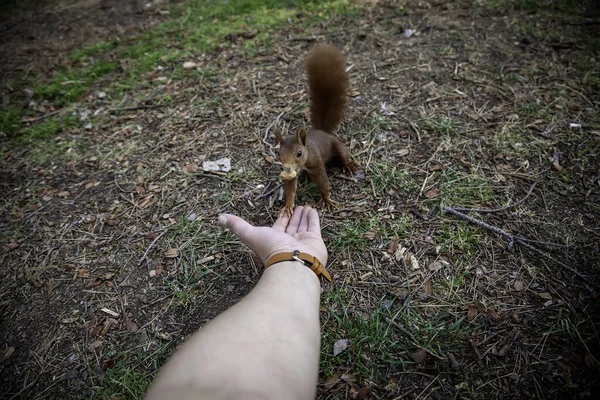 Détail Nourrir Animal Sauvage Dans Forêt Faune Nature — Photo